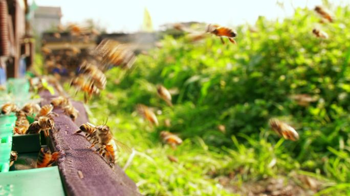 春天养蜂场里蜜蜂成群飞舞特写