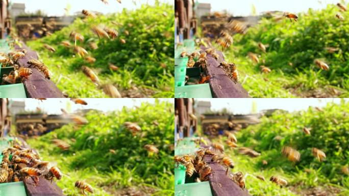 春天养蜂场里蜜蜂成群飞舞特写