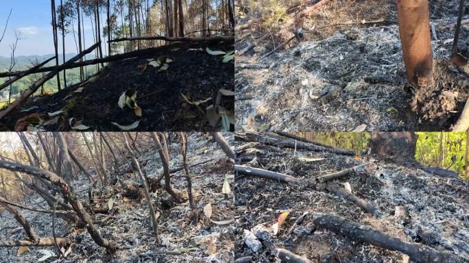 森林火灾过后蕉土森林树木烧完烧蕉成炭烧山