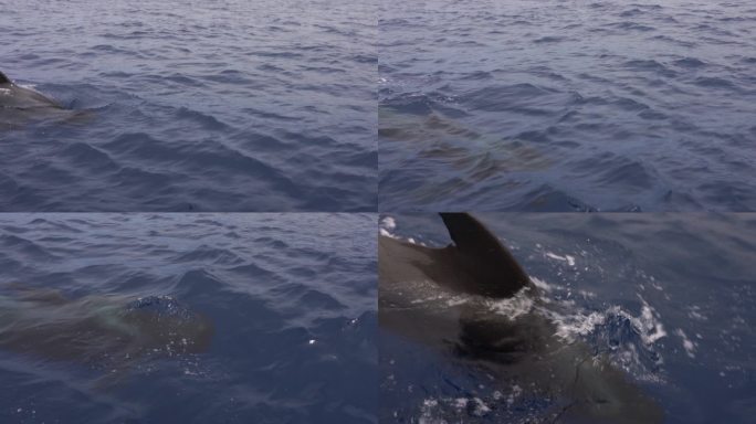 特内里费海岸的短鳍领航鲸