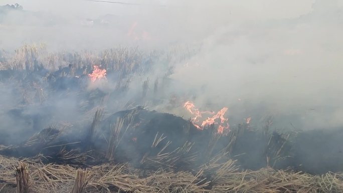 实拍田间纵火大场景烟雾烟雾缭绕 烟雾弥漫