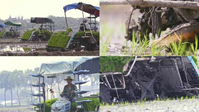 车队水稻春耕春种机械耕种传统耕种现代农业