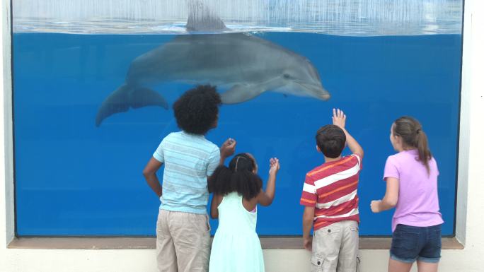 四个孩子在水族馆观看水下海豚