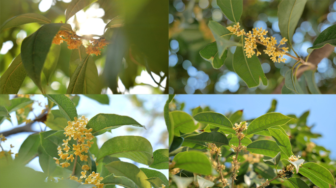 唯美秋分阳光  逆光桂花树