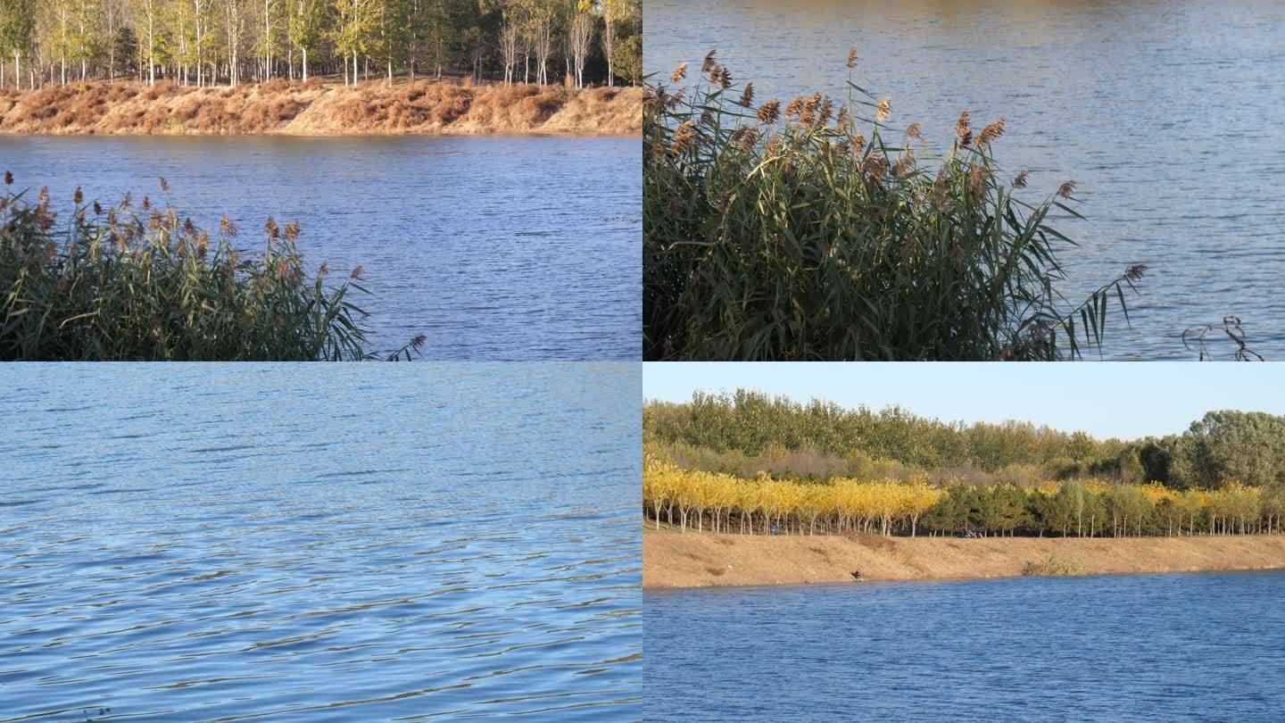 北京温榆河河道运河水源大河公园芦苇秋天