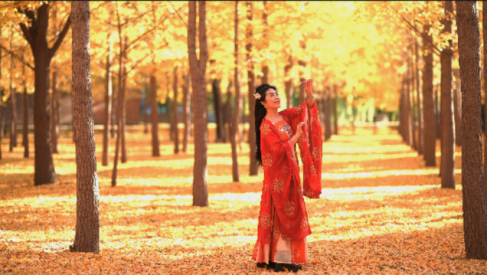 公园秋季银杏树 古装拍照打卡