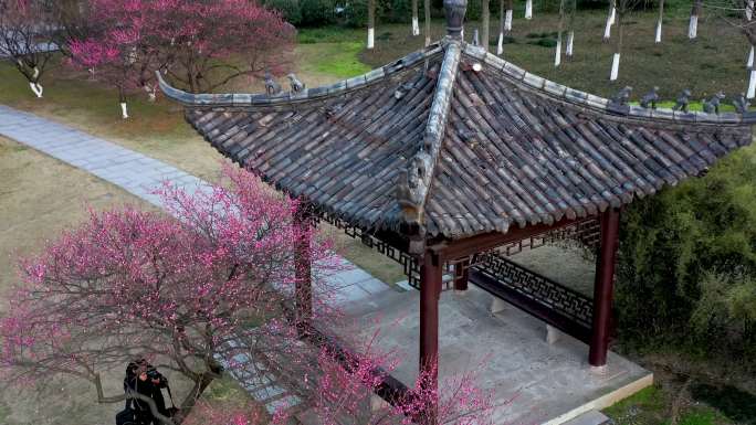 义乌香雪园梅花园林景观航拍