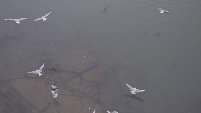 海鸥在海面飞