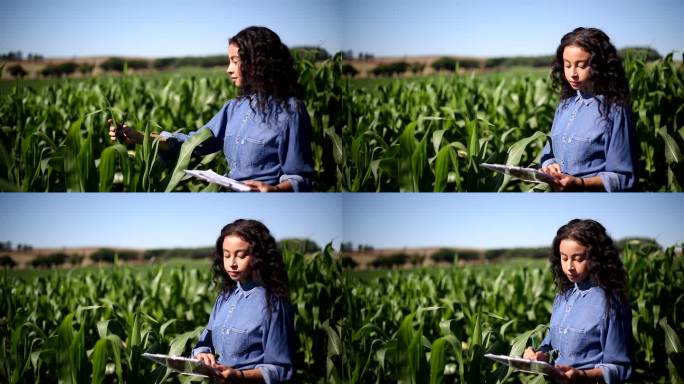 黑人女农艺师分析种植园中的玉米叶