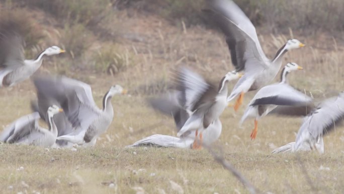 飞的最高的鸟 一级保护动物 斑头雁视频