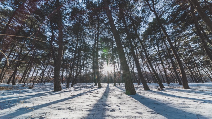 4K冬天雪景森林树影延时