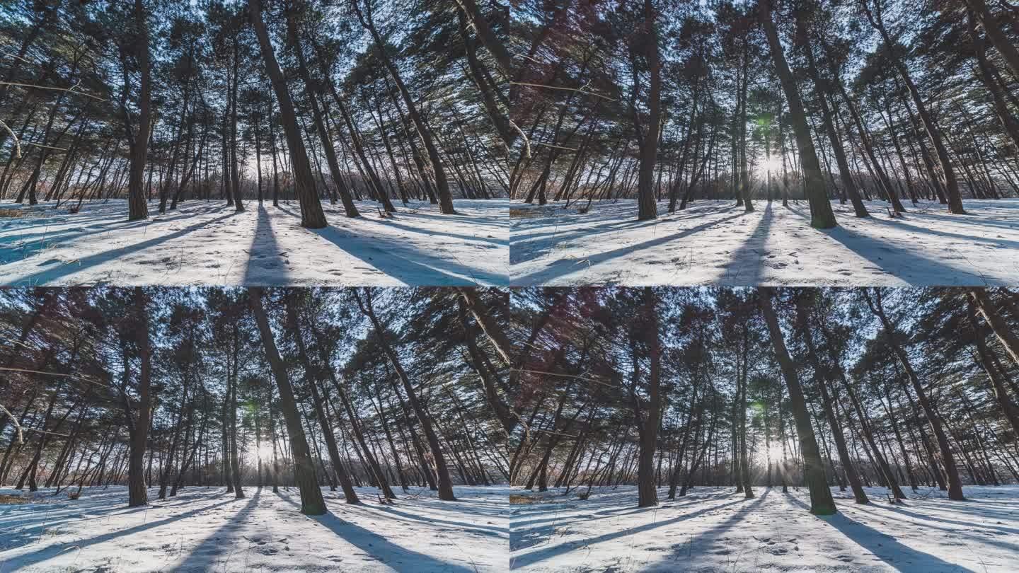4K冬天雪景森林树影延时