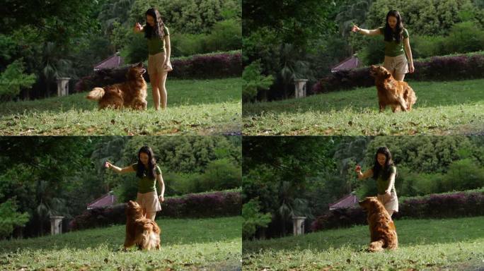 夏日公园里女主人和宠物狗金毛训练玩耍