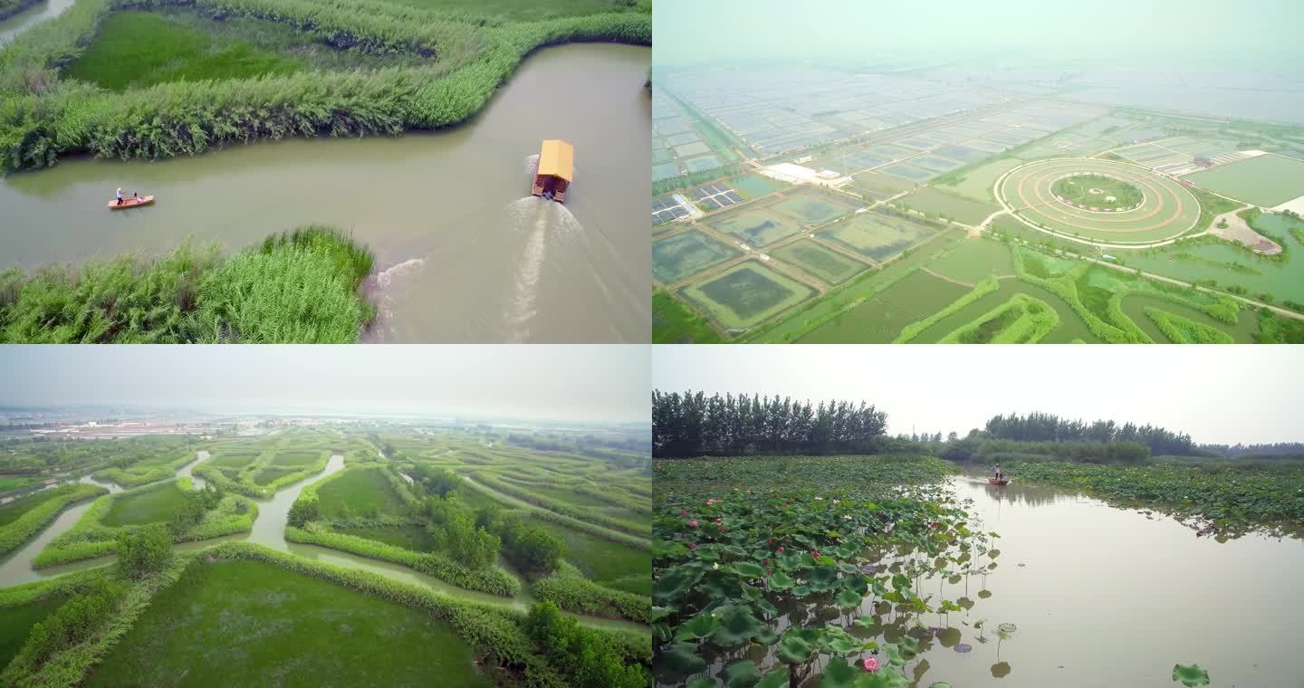 4K-洪泽湖湿地公园芦苇迷宫湿地旅游