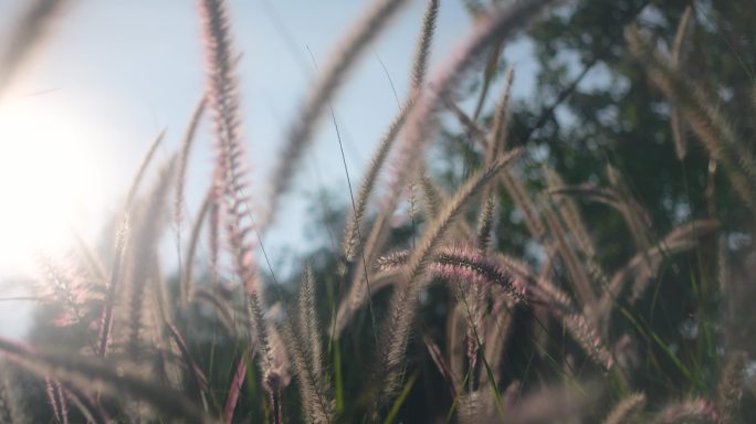 狗尾巴草