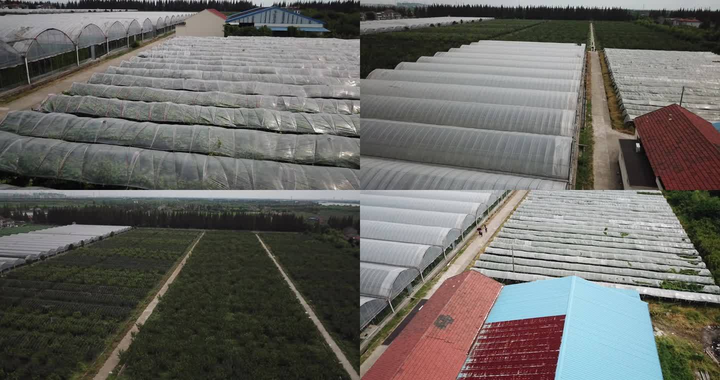 4K航拍-上海松江梨子基地大棚03
