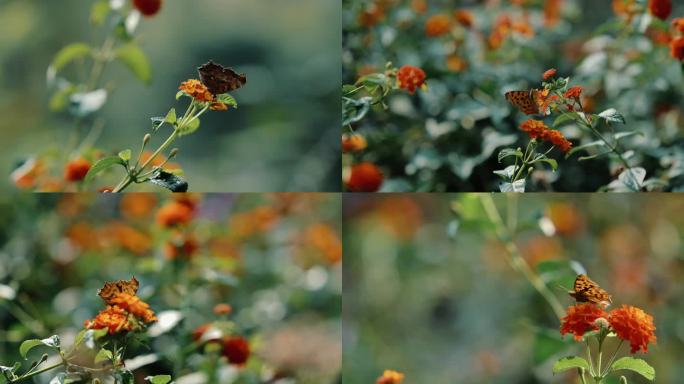 实拍蝴蝶在花丛中4k原创素材