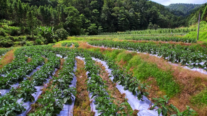 茄子蔬菜种植山间农业乡村振兴