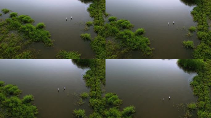 白鹭在湿地河流休憩觅食