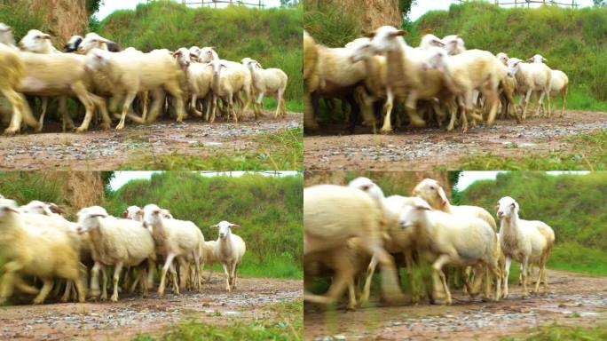 家畜、绵羊、羊群
