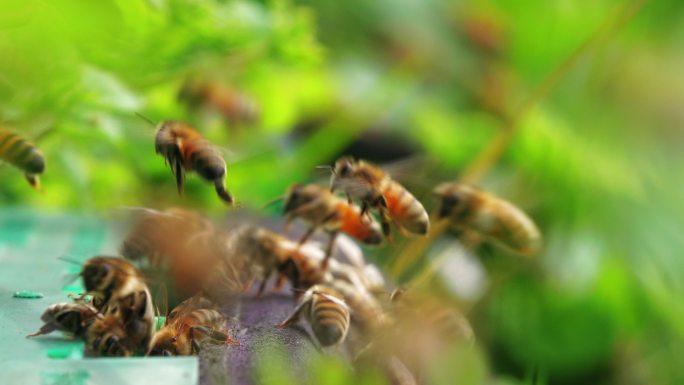 养蜂场里蜜蜂进出蜂巢微距特写