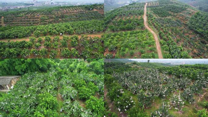 爱媛橙种植基地