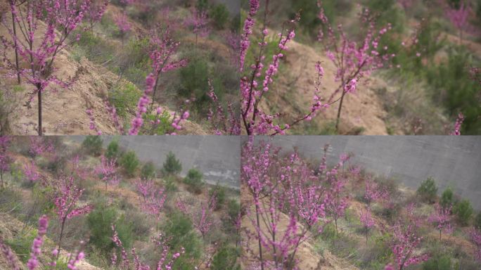 新造林的彩叶树种紫叶李