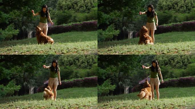 长腿美女在夏日阳光公园里遛狗和宠物金毛犬