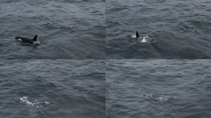 挪威海的野生虎鲸挪威海的虎鲸鲸鱼海豚大海