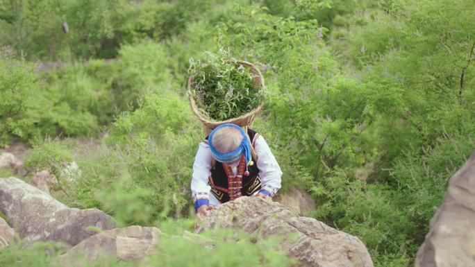 采药上山苗族老中医攀登岩石爬山深山采药