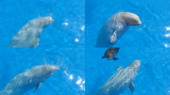 大型极地好奇海豚露出水面