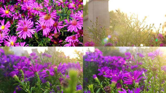 紫色雏菊夕阳黄昏逆光花丛唯美治愈