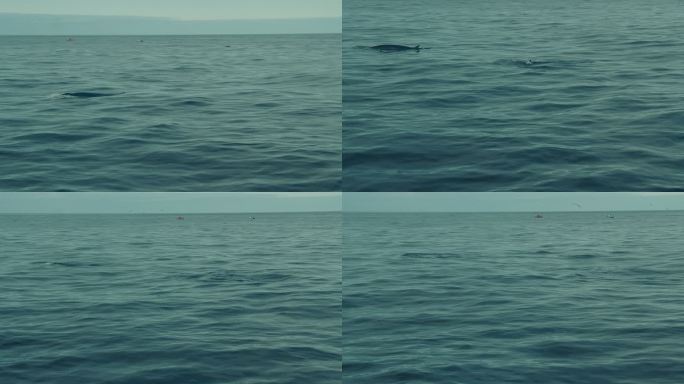 鲸鱼在水面上。海洋生物人与自然动物世界