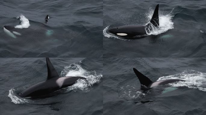挪威海的野生虎鲸海洋生物人与自然动物世界