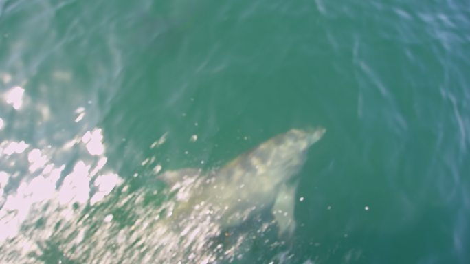 SLO MO海豚在船前游泳