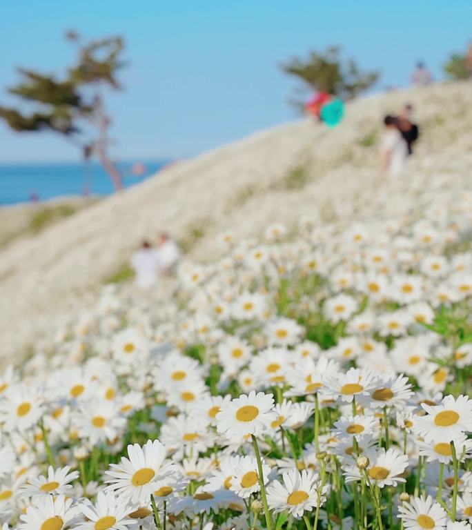 小雏菊花海合集