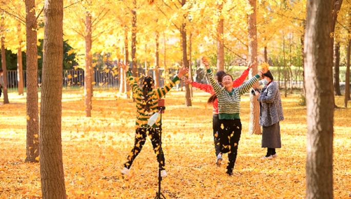 秋天公园银杏树 拍照打卡不同人群