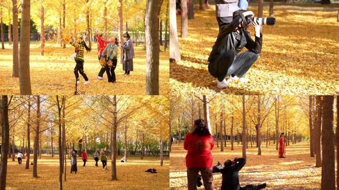 秋天公园银杏树 拍照打卡不同人群