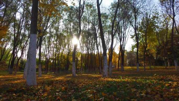树林光影岁月流逝树林阳光灿烂金秋季节黄叶