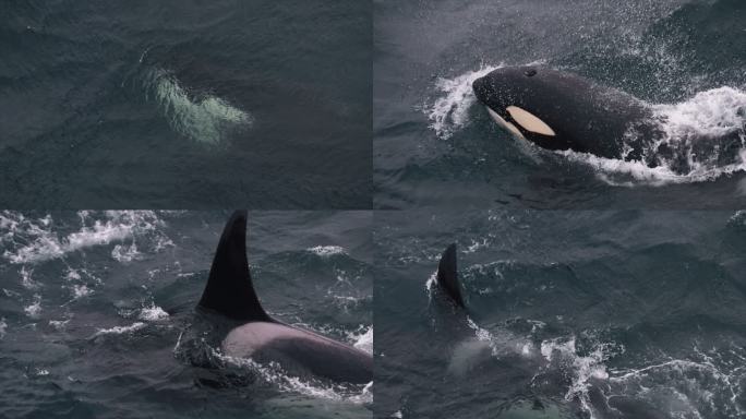 挪威海的虎鲸挪威海的虎鲸鲸鱼海豚大海