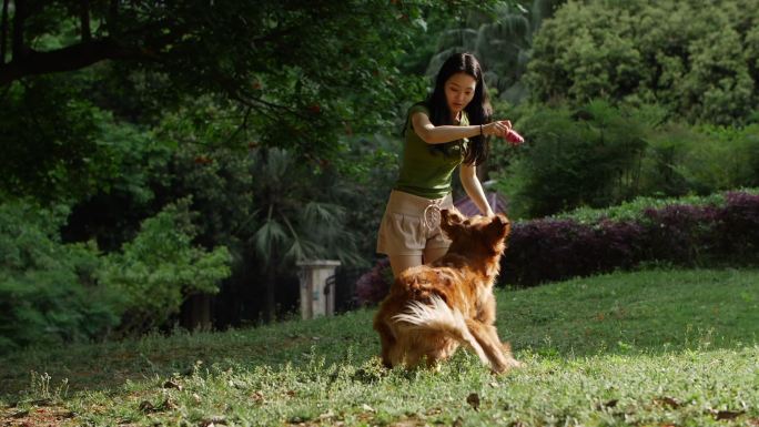 漂亮女人和金毛宠物狗在公园玩耍训练犬