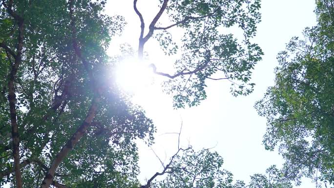 高温天气炎炎夏日逆光树梢光影
