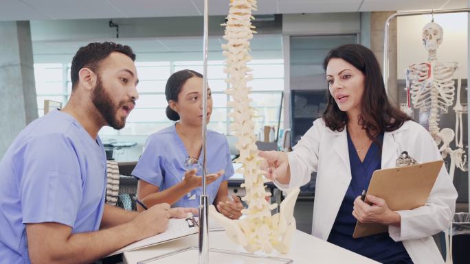 医学生小组在人体脊椎模型上检查脊椎