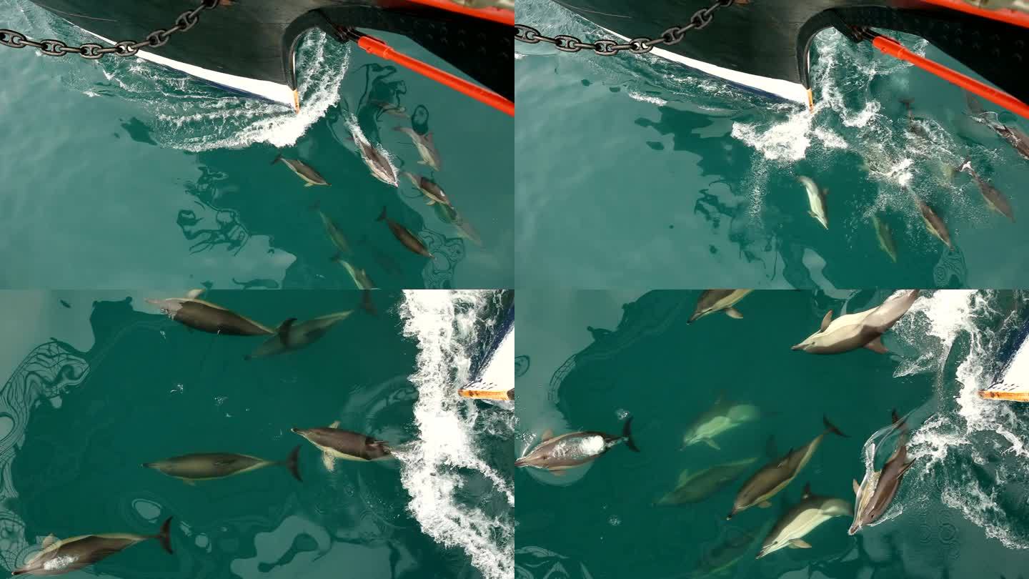 一群海豚和老船一起旅行