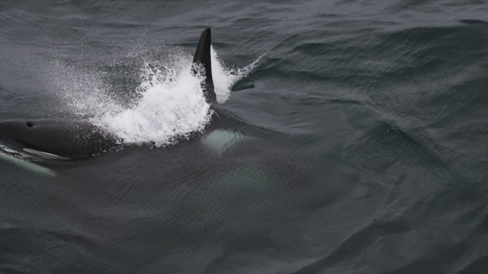 挪威海的野生虎鲸大鱼海面鲸鱼游泳