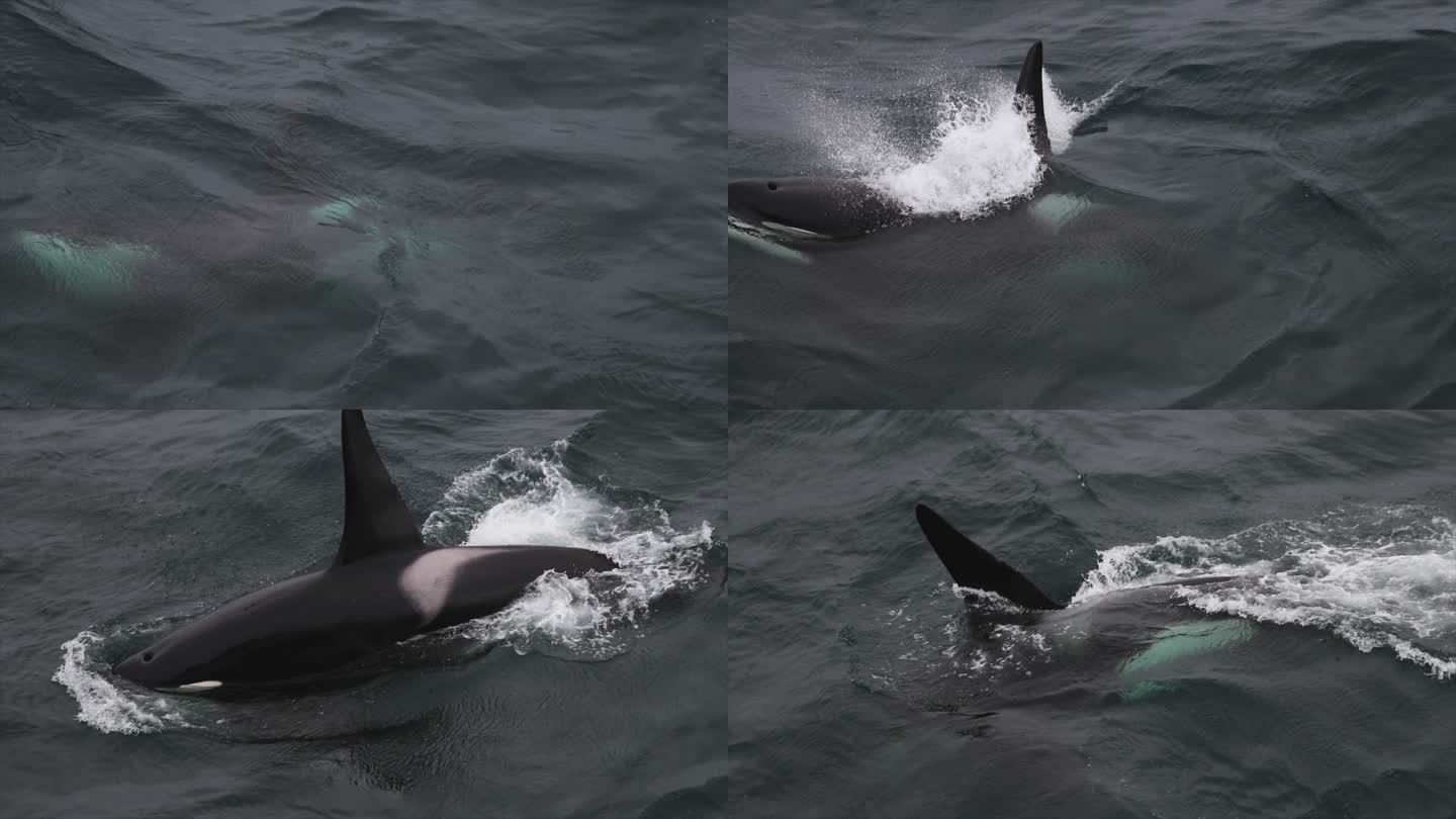 挪威海的野生虎鲸大鱼海面鲸鱼游泳