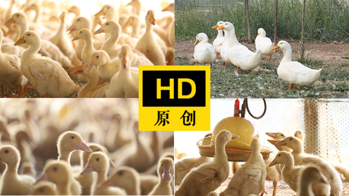 小鸭子 散养鸭子 鸭子养殖场