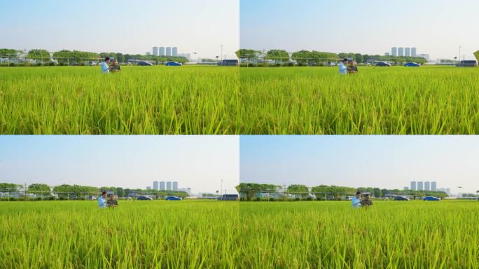 水稻专家稻田工作