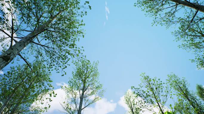 树林中仰望天空