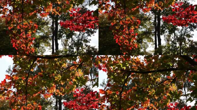 天平山秋天的红枫